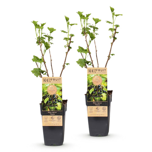 2x Bessenplant Titania, detail van het blad