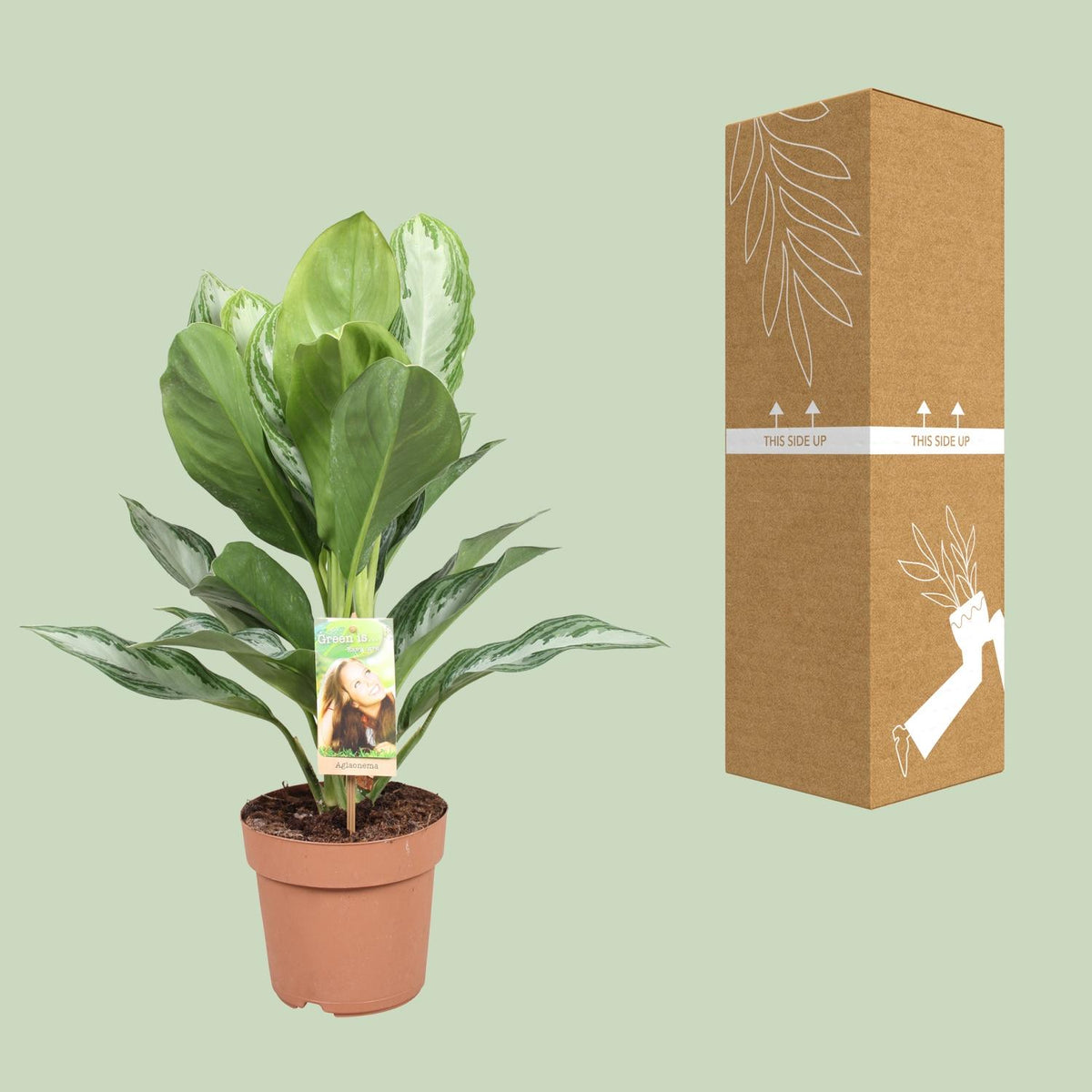 Aglaonema Silver Bay - Chinese Evergreen, kenmerkend blad
