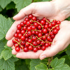 Rode bes Ribes rubrum Jonkheer van Tets, groeiwijze van de plant