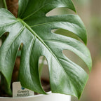 Monstera Deliciosa mosstok met witte pot, groene bladeren