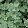 Calamintha n. nepeta