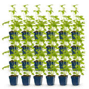 Ridderspoor (P) Blue Bird, met blauwe bloemen (24x)