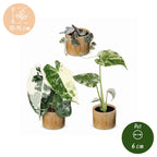 3x Baby Variegata Mix - Diversen - Tropisch - incl. Linnea Honey - Ø6cm - ↕10-15cm, groeiwijze van de plant