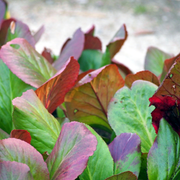Bergenia cordifolia