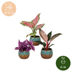 3x Baby Paradise Mix - Diversen - Tropisch - incl. Copper Reef - Ø6cm - ↕10-15cm, groeiwijze van de plant