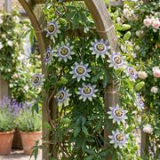 Passiflora caerulea - blauwe passiebloem - set van 4 - Ø9 cm
