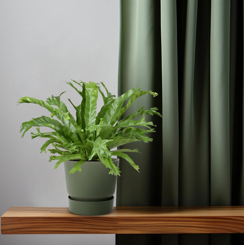 Productfoto van Asplenium Nidus Crissie