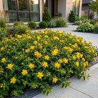 Sint-Janskruid Hypericum calycinum, geel, tuinplant in pot