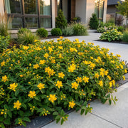 Hypericum calycinum - Sint-Janskruid - Bijen- en vlinderlokkers - Geel
