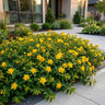 Hypericum calycinum - Sint-Janskruid - Bijen- en vlinderlokkers - Geel