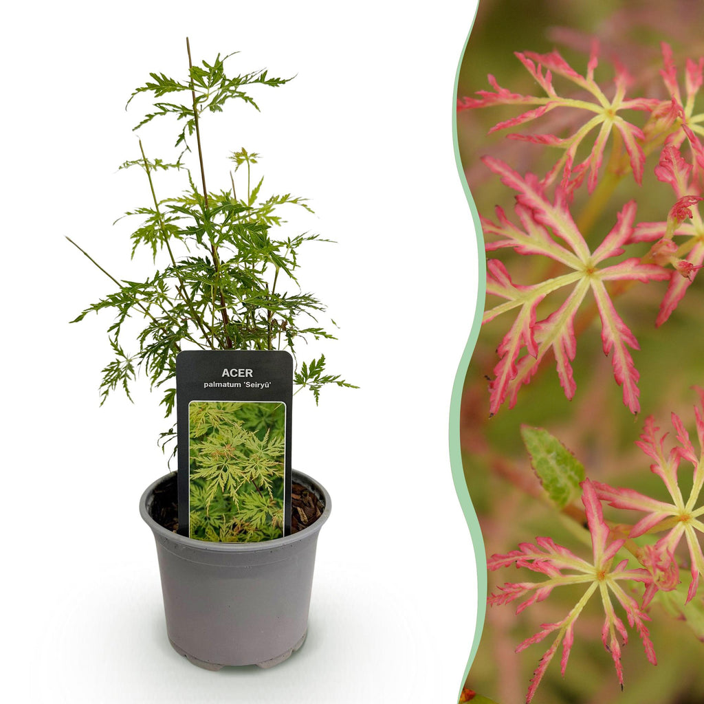 Acer palmatum Seiryu, gezonde plant