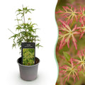 Acer palmatum Seiryu, gezonde plant