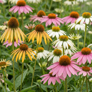 Echinacea Tricolour - Zonnehoed - Geel - Roze - Wit - 6 Planten