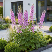 Ridderspoor (P) Astolat, met roze bloemen (12x)