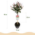 Photinia fraseri Carre Rouge, groene bladeren