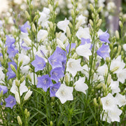 Perzikbladklokje Campanula Duo, blauw en wit, 24 stuks