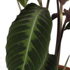 Calathea Warscewiczii - Pauwenplant, groeiwijze van de plant