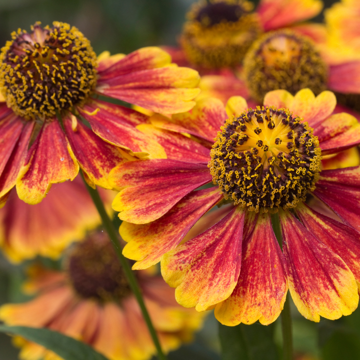 Helenium &