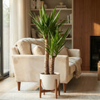 Yucca Elephantipes met witte pot, plant in pot
