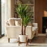 Yucca Elephantipes met witte pot