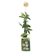 Passiflora caerulea &