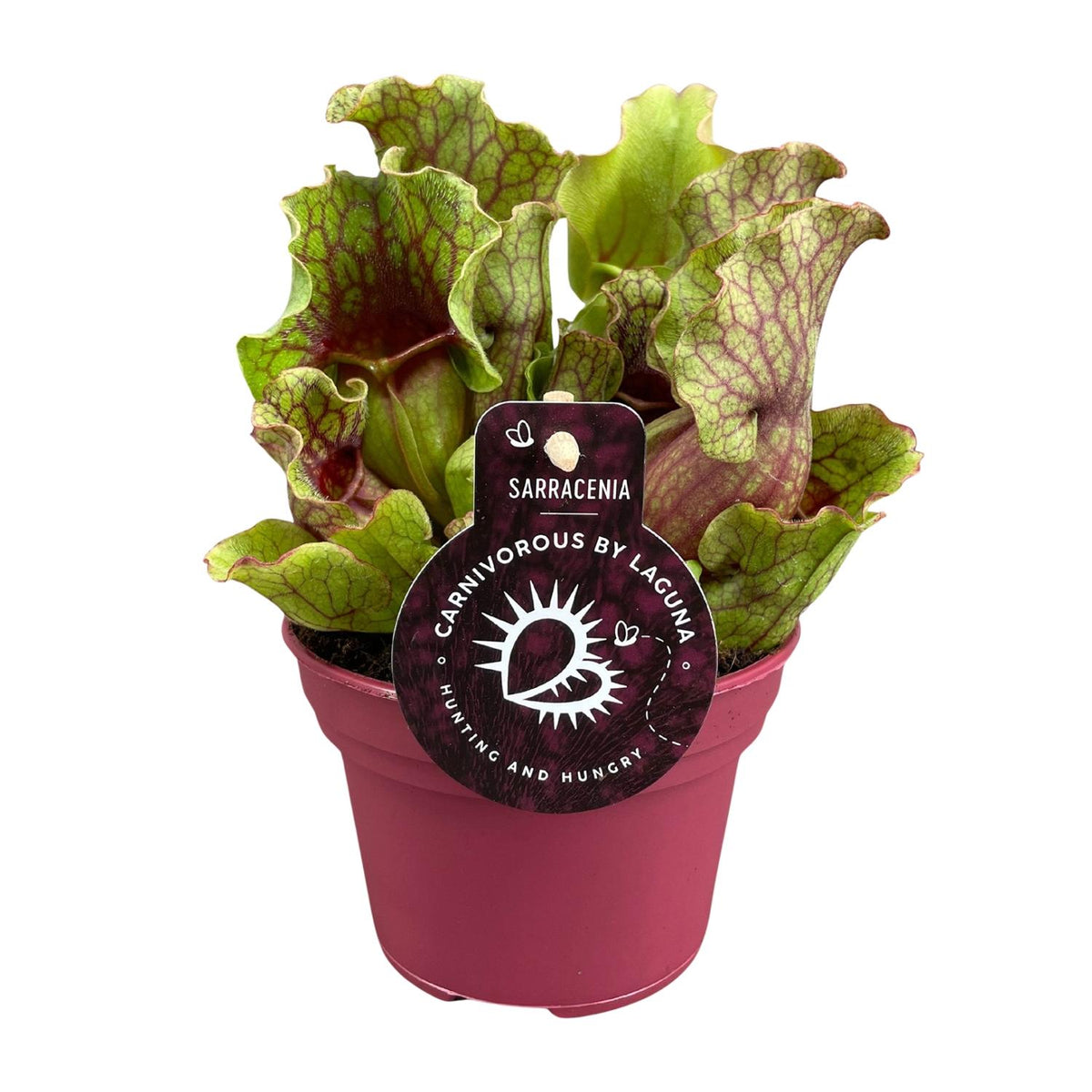 Detailfoto van Sarracenia