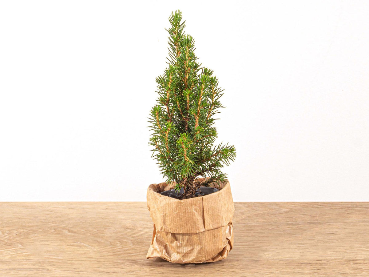 Mini kerstboompje, plant in pot