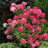 Hydrangea panniculata Pink Diamond