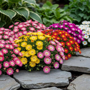 Delosperma