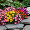 Delosperma