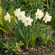 Trompetnarcis &