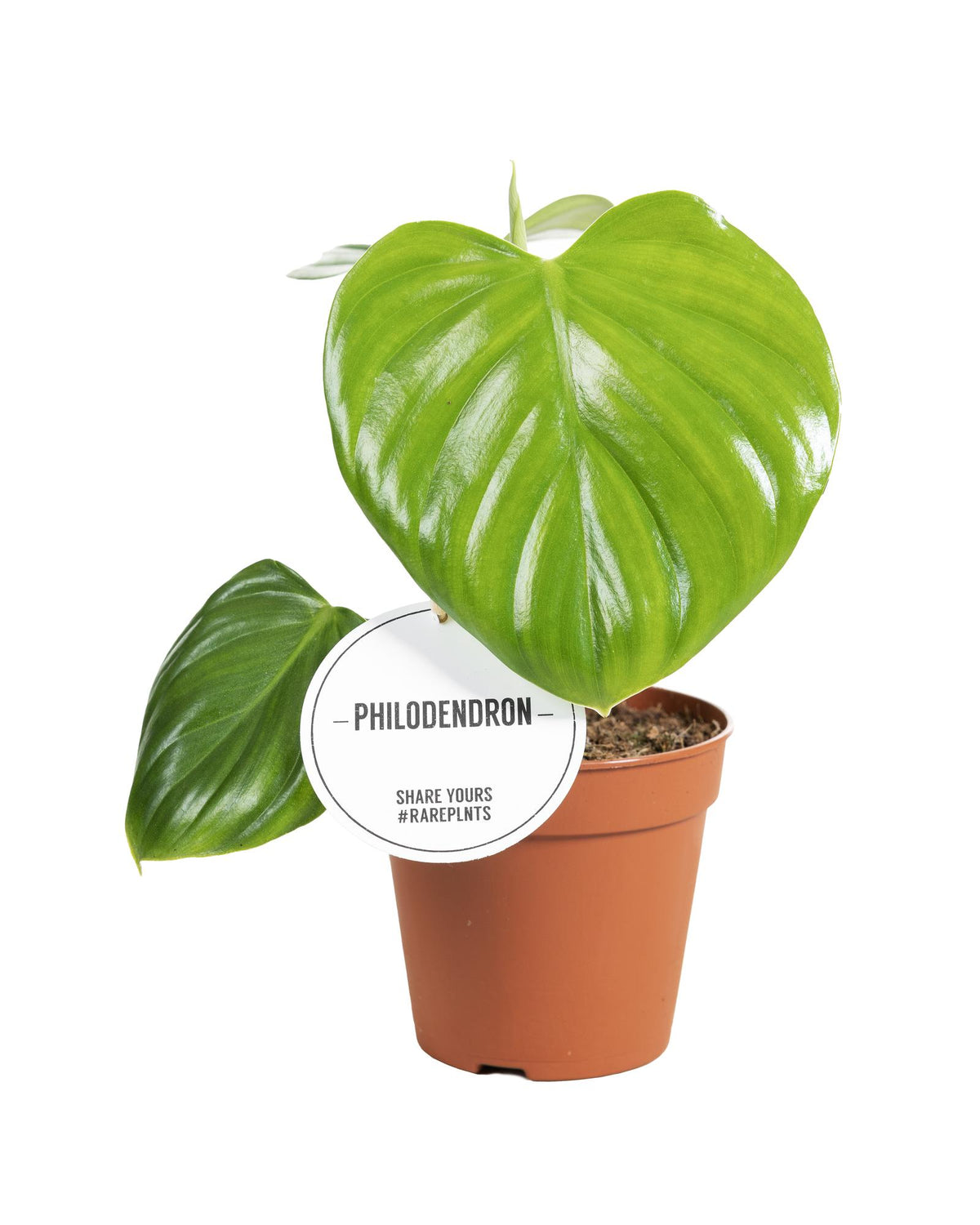Productfoto van Philodendron Pittieri