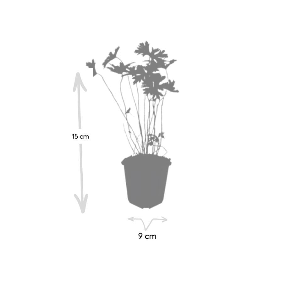 Geranium 'Johnson's Blue', kenmerkend blad
