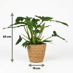 Philodendron Lacerum met Mand, groeiwijze van de plant