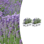Lavendel angustifolia, 15 cm hoog