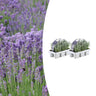 Lavendel angustifolia, 15 cm hoog
