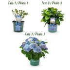 Hortensia Hydrangea Magical Revolution Blue, groeiwijze van de plant