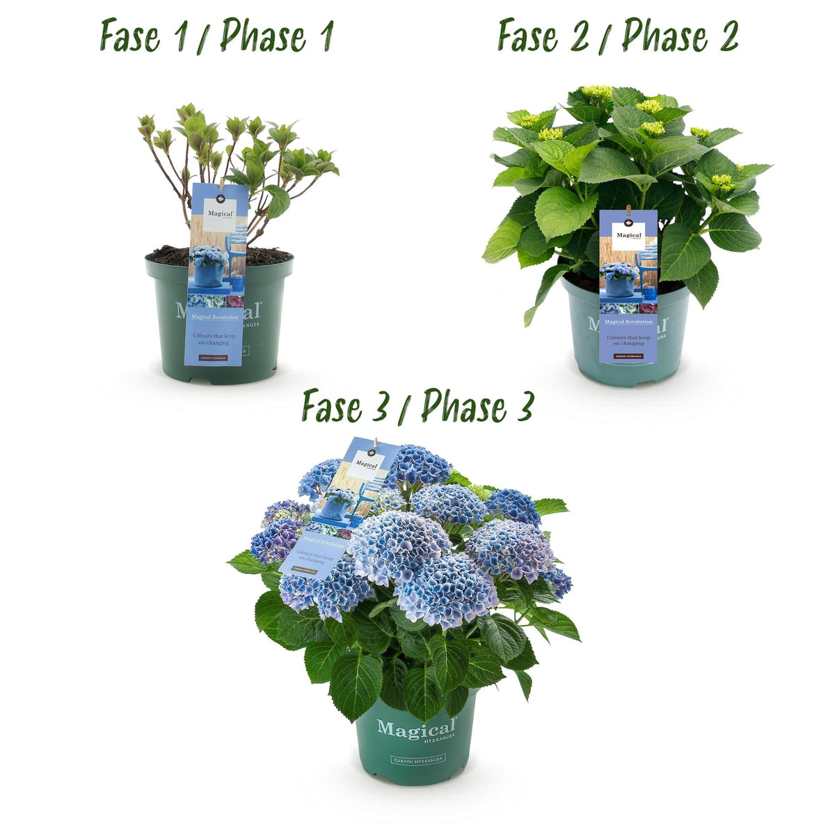 Hortensia Hydrangea Magical Revolution Blue, groeiwijze van de plant