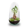 DIY Planten terrarium tweedelig bolglas - Egg Bonsai
