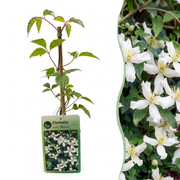 Clematis montana &