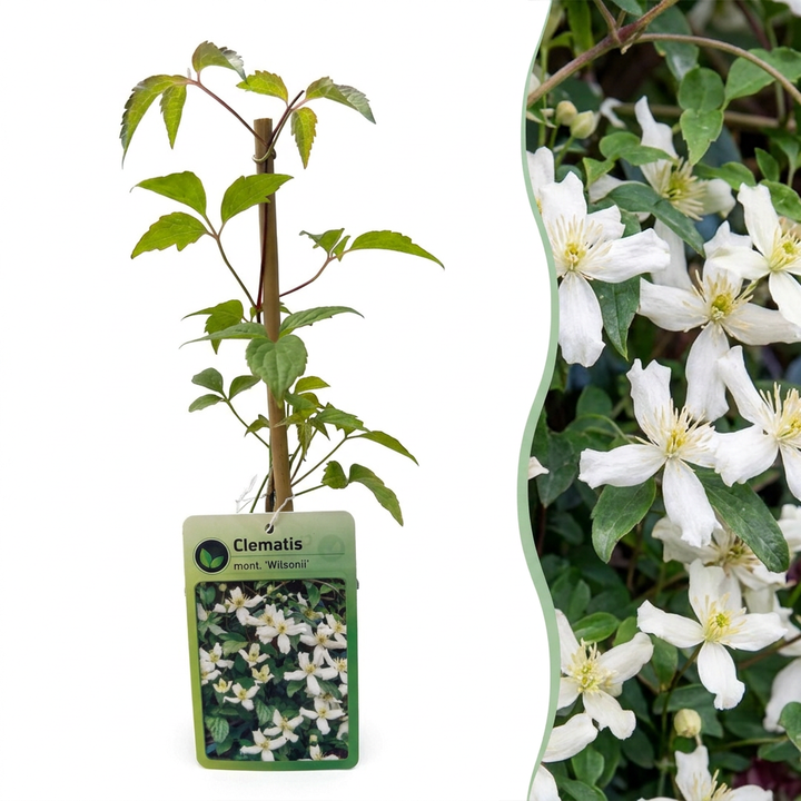Clematis montana &