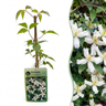 Clematis montana 'Wilsonii' - witte bergclematis - set van 2 - Ø9 cm