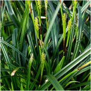Carex morrowi &