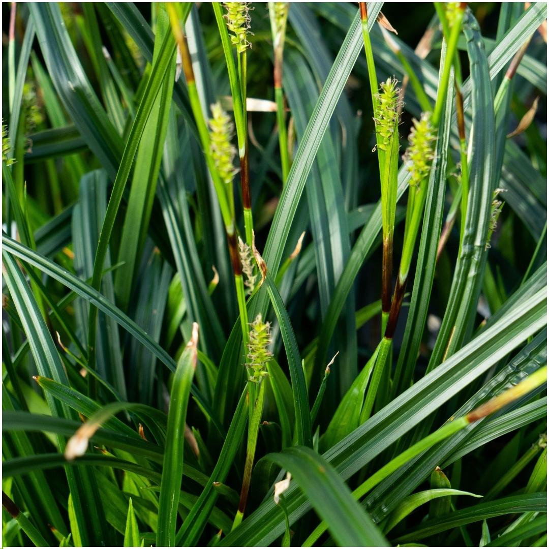 Carex morrowi 'Irish Green', groene bladeren