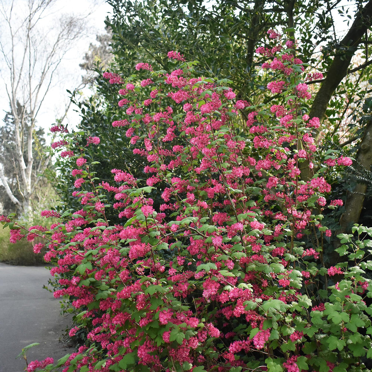 Ribes sanguineum Kind Edward, kenmerkend blad