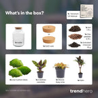 DIY Planten terrarium met licht - Milky Palm, detail van het blad