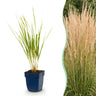 Grassen - Calamagrostis Karl Foerster - Struisriet - Met Pluim - Groen - 24 Planten - Pot 11cm - Hoogte 15-25cm