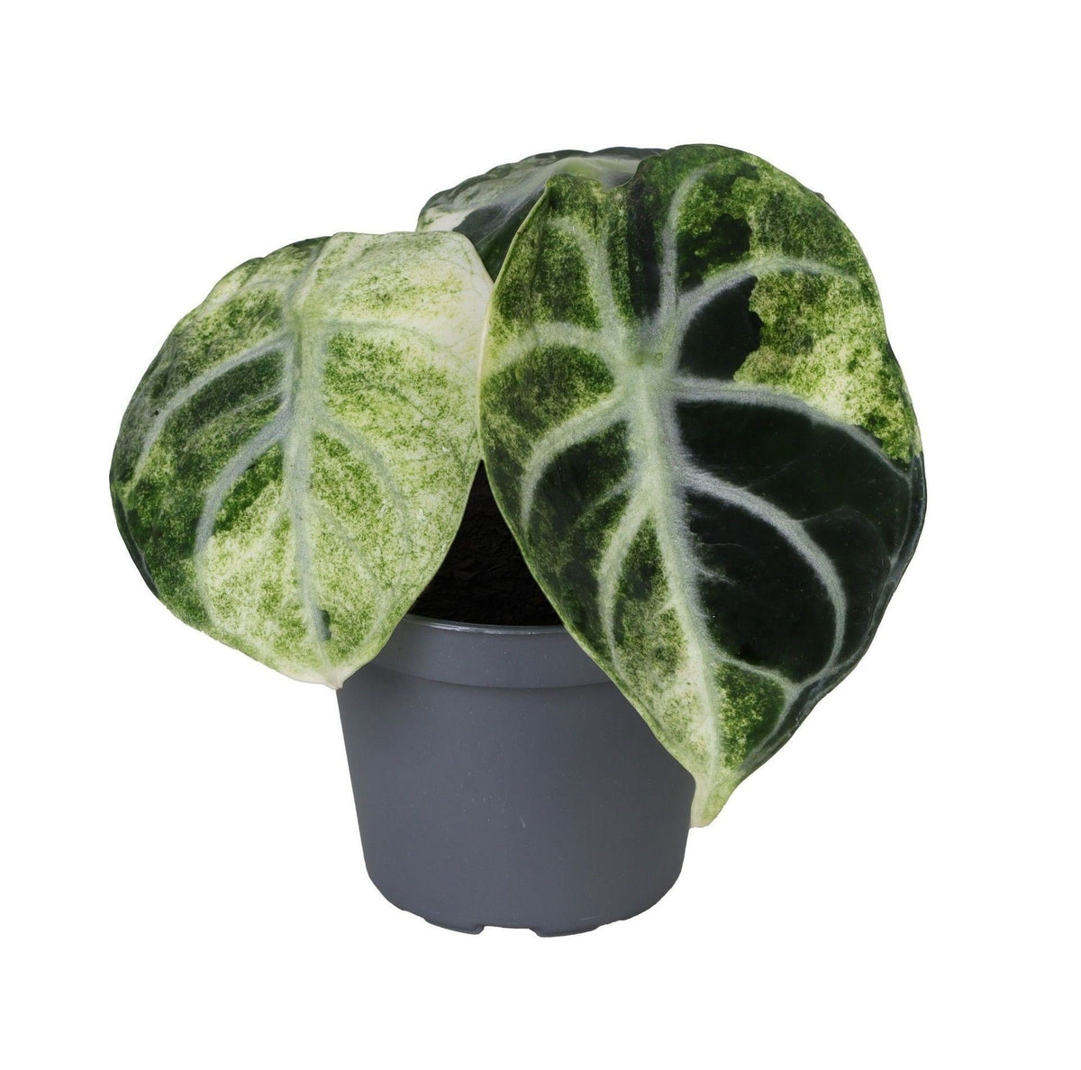 Alocasia 'Ninja Variegata', zwart olifantsoor, babyplant, plant in pot