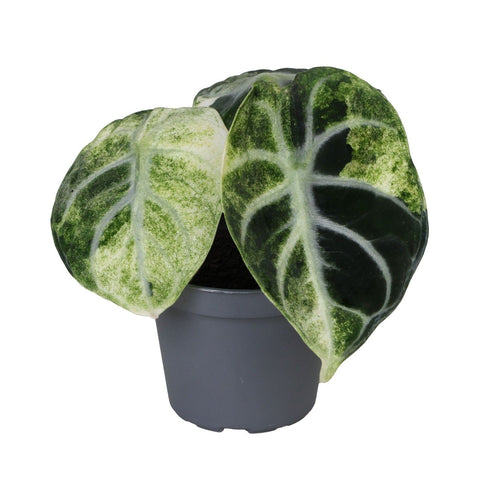 Alocasia 'Ninja Variegata', zwart olifantsoor, babyplant, plant in pot