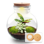 DIY Planten terrarium (met licht) - Teddy - Met ledkurk, detail van het blad